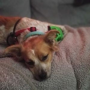 Meet your Posher, Grace